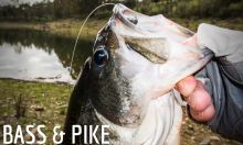 Bass/Pike